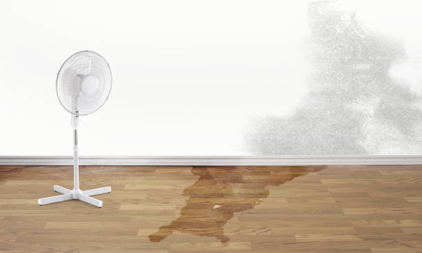 Best 24/7 water damage repair  in Iowa Falls, IA