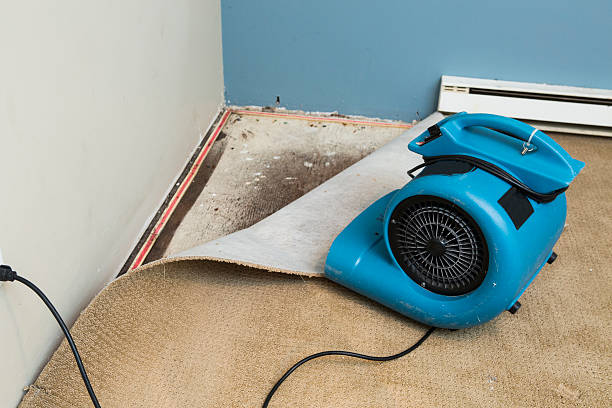 Best Water damage cleanup near me  in Iowa Falls, IA